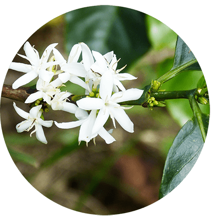 Coffee flower